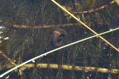 Planorbella trivolvis