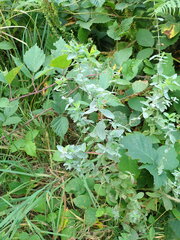 Erysiphe hyperici