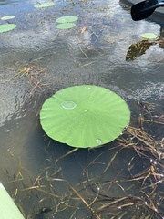 Nelumbo lutea