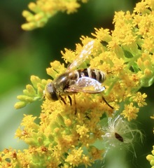 Eristalis stipator