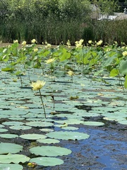 Nelumbo lutea
