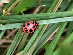Coleomegilla maculata