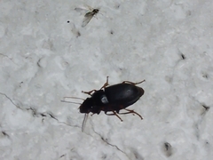 Harpalus rufipes