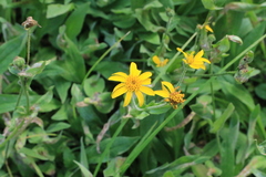 Arnica latifolia
