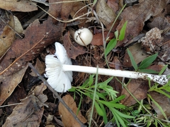 Amanita vaginata