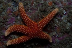 Callopatiria formosa