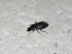 Harpalus rufipes