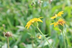 Arnica latifolia