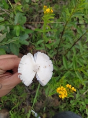 Amanita vaginata