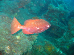 Heteropriacanthus cruentatus