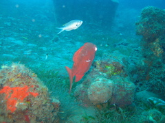 Heteropriacanthus cruentatus