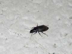 Harpalus rufipes