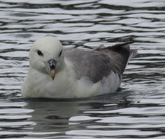 Fulmarus glacialis