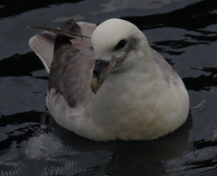 Fulmarus glacialis