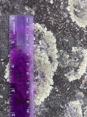 Arctoparmelia centrifuga