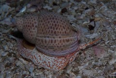 Zemiropsis papillaris