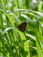 Hermeuptychia sosybius