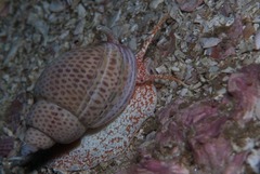 Zemiropsis papillaris