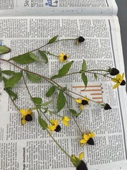 Rudbeckia triloba