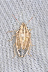 Aelia acuminata