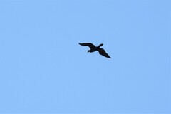 Phalacrocorax carbo