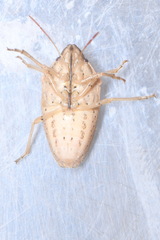 Aelia acuminata