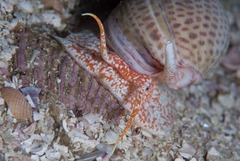 Zemiropsis papillaris