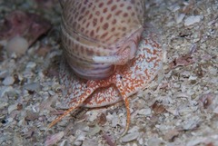 Zemiropsis papillaris