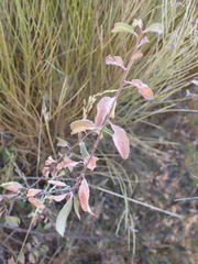Prunus spinosa