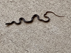 Masticophis flagellum testaceus