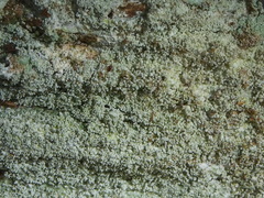 Pertusaria coronata