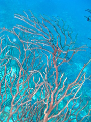 Iciligorgia schrammi