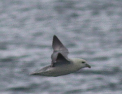 Fulmarus glacialis