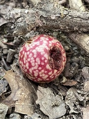 Amphibolips quercusjuglans