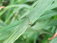 Thomisidae