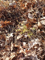 Euphorbia cyparissias