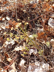 Euphorbia cyparissias