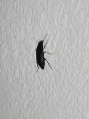 Harpalus rufipes