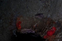 Ceriantheopsis austroafricanus