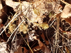Euphorbia cyparissias