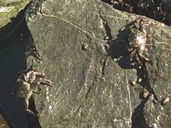 Pachygrapsus crassipes