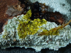 Pertusaria coronata