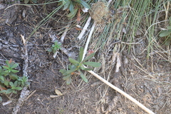 Chimaphila umbellata
