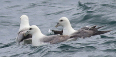 Fulmarus glacialis