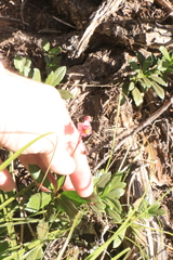 Chimaphila umbellata