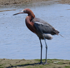 Egretta rufescens