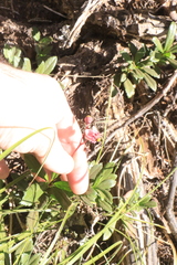 Chimaphila umbellata