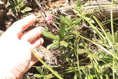 Chimaphila umbellata