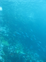 Decapterus