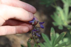 Lupinus latifolius